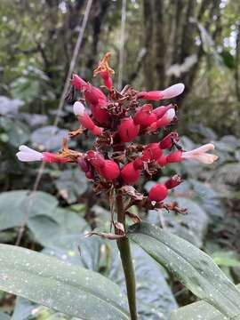 Image of Renealmia sessilifolia Gagnep.