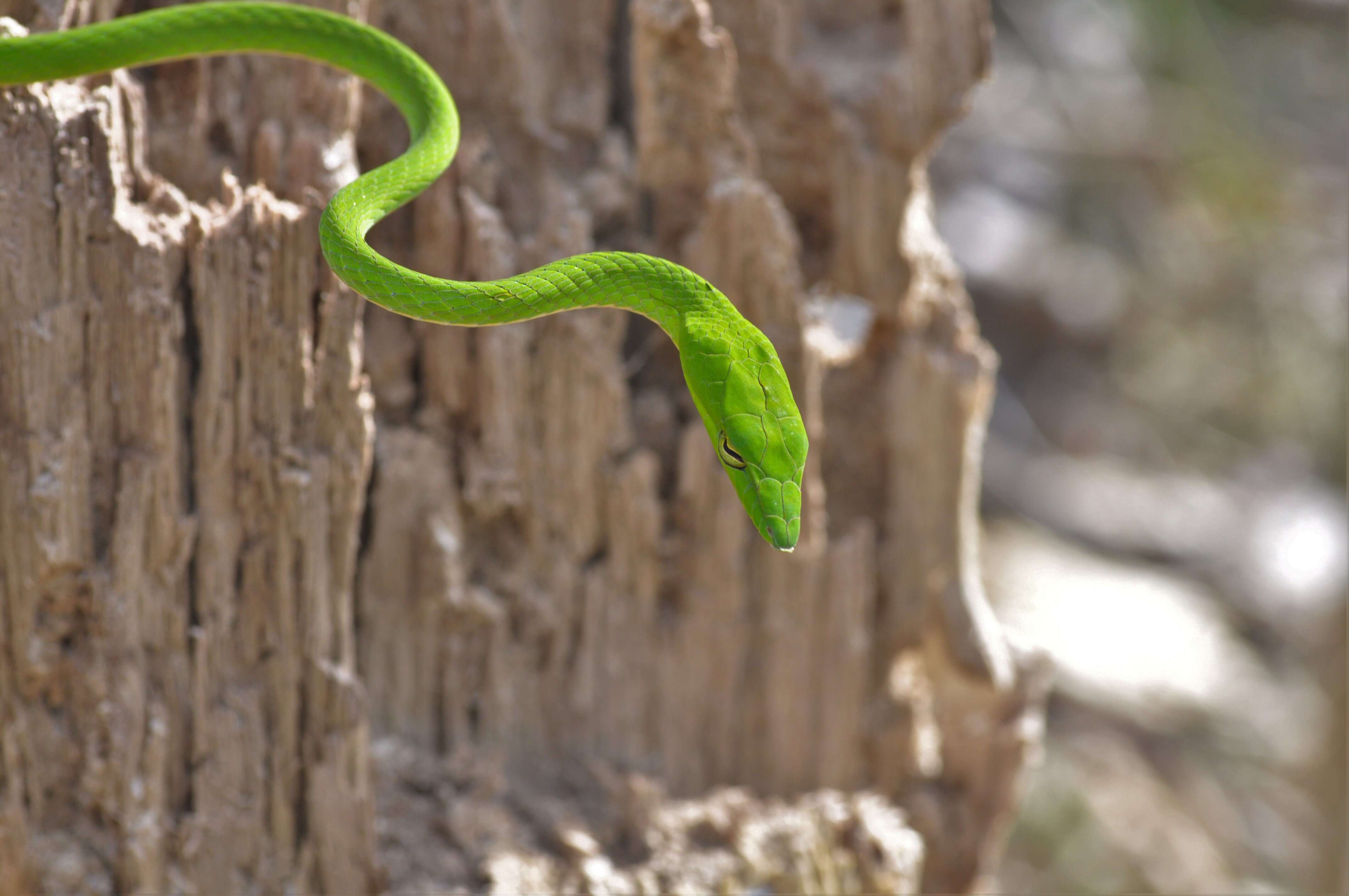 Image of Asian Vine Snake