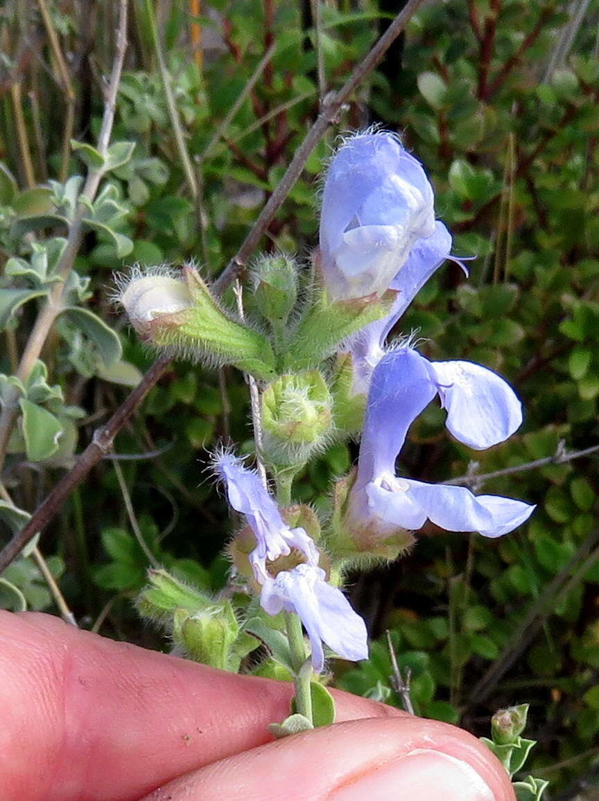 Imagem de Salvia africana L.