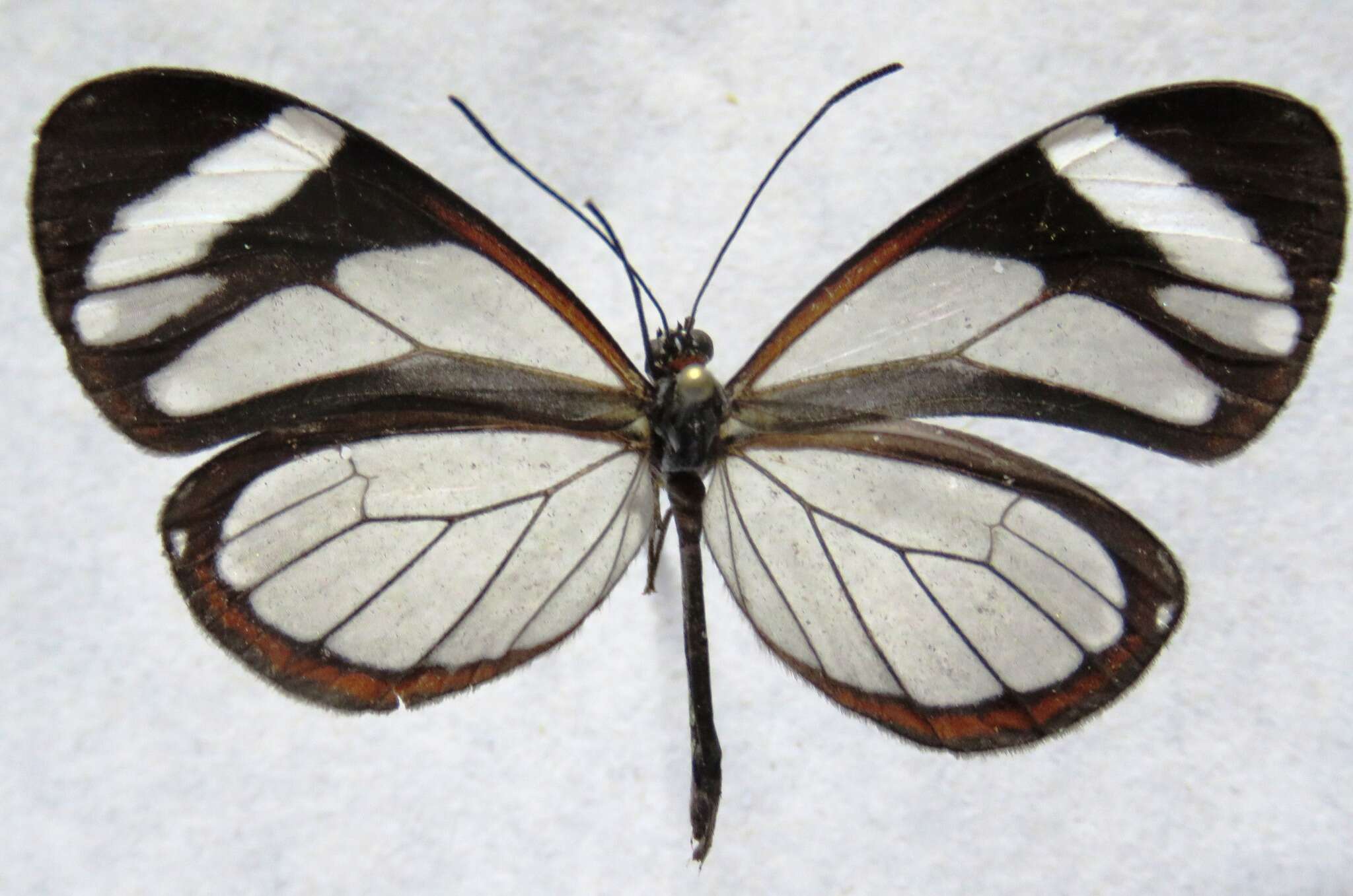 Image of Ithomia patilla Hewitson 1852