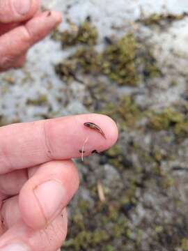 Image of Blackfin pearlfish