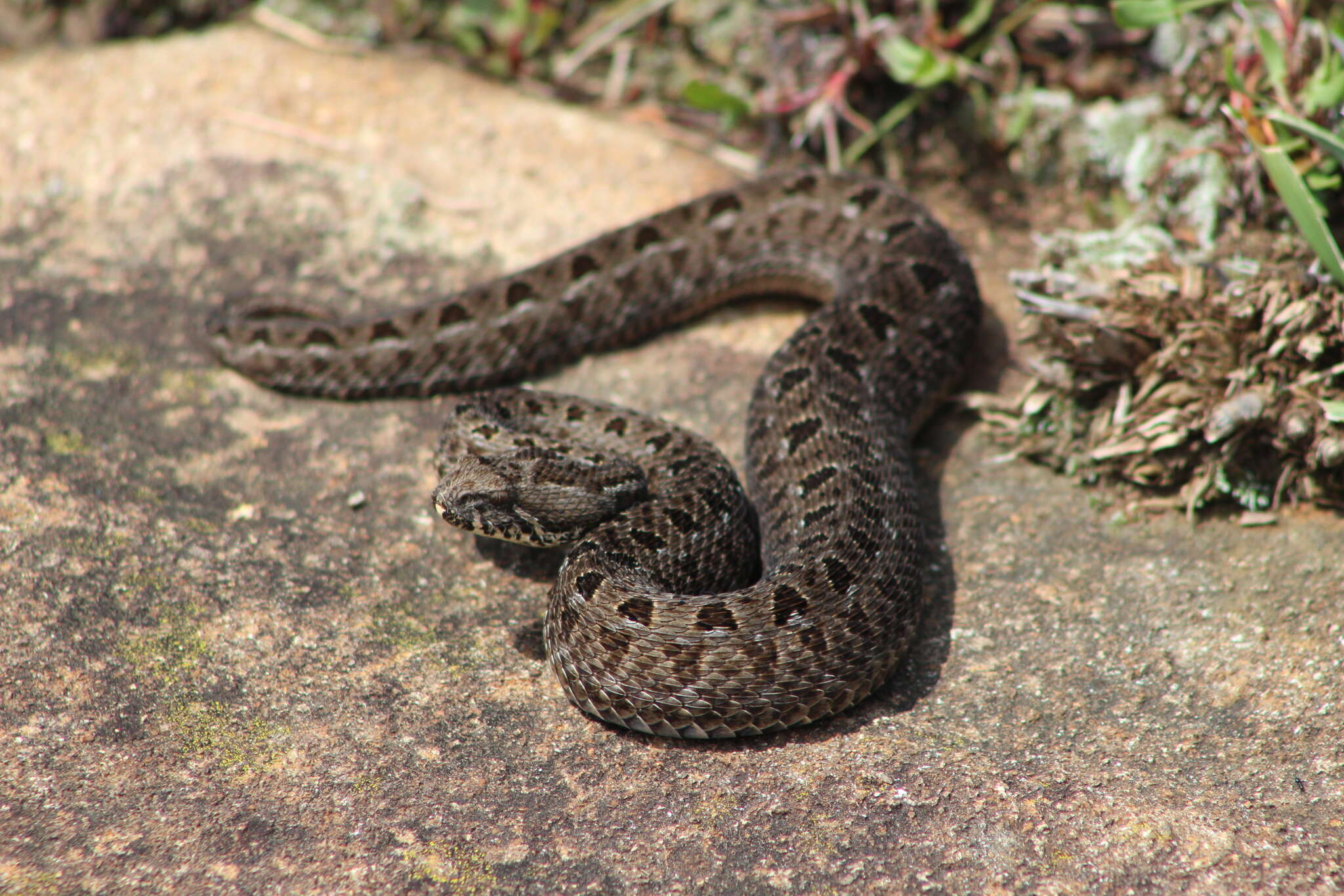 Imagem de Bitis atropos (Linnaeus 1758)