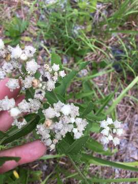 Image of wild quinine