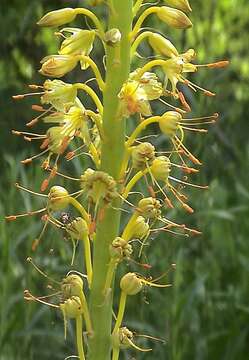 Image of Eremurus fuscus (O. Fedtsch.) Vved.