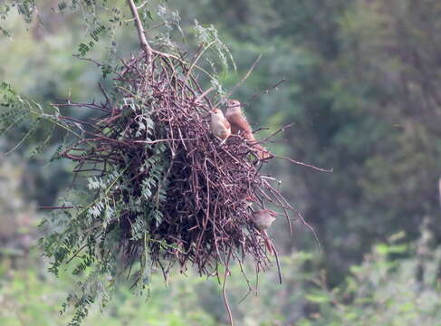 Image of Rufous-fronted Thornbird