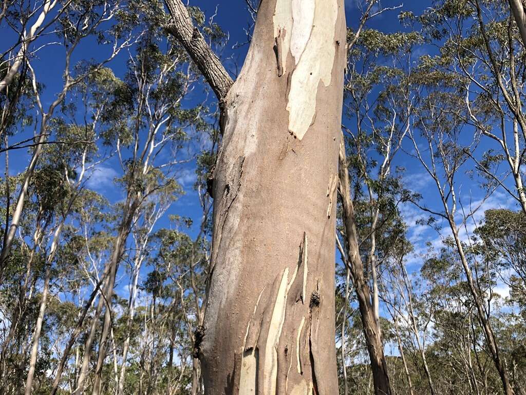 Eucalyptus melliodora A. Cunn. ex Schauer resmi