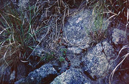 Image of Argentinian Coral Snake