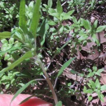 Image of Pennsylvania pellitory