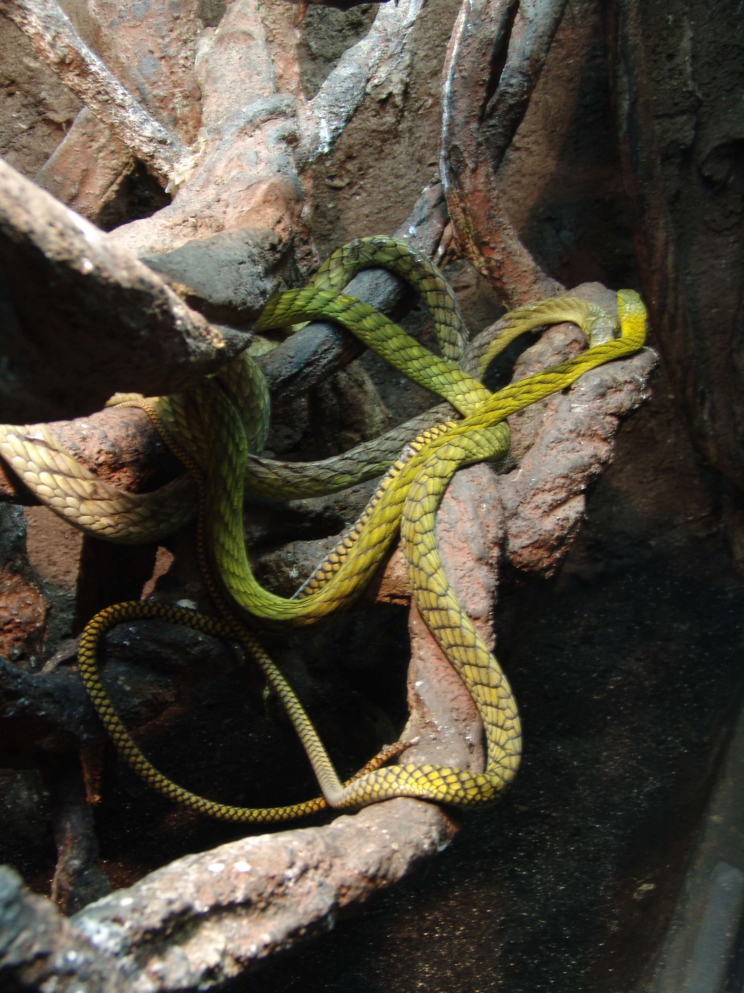 Image of Western Green Mamba