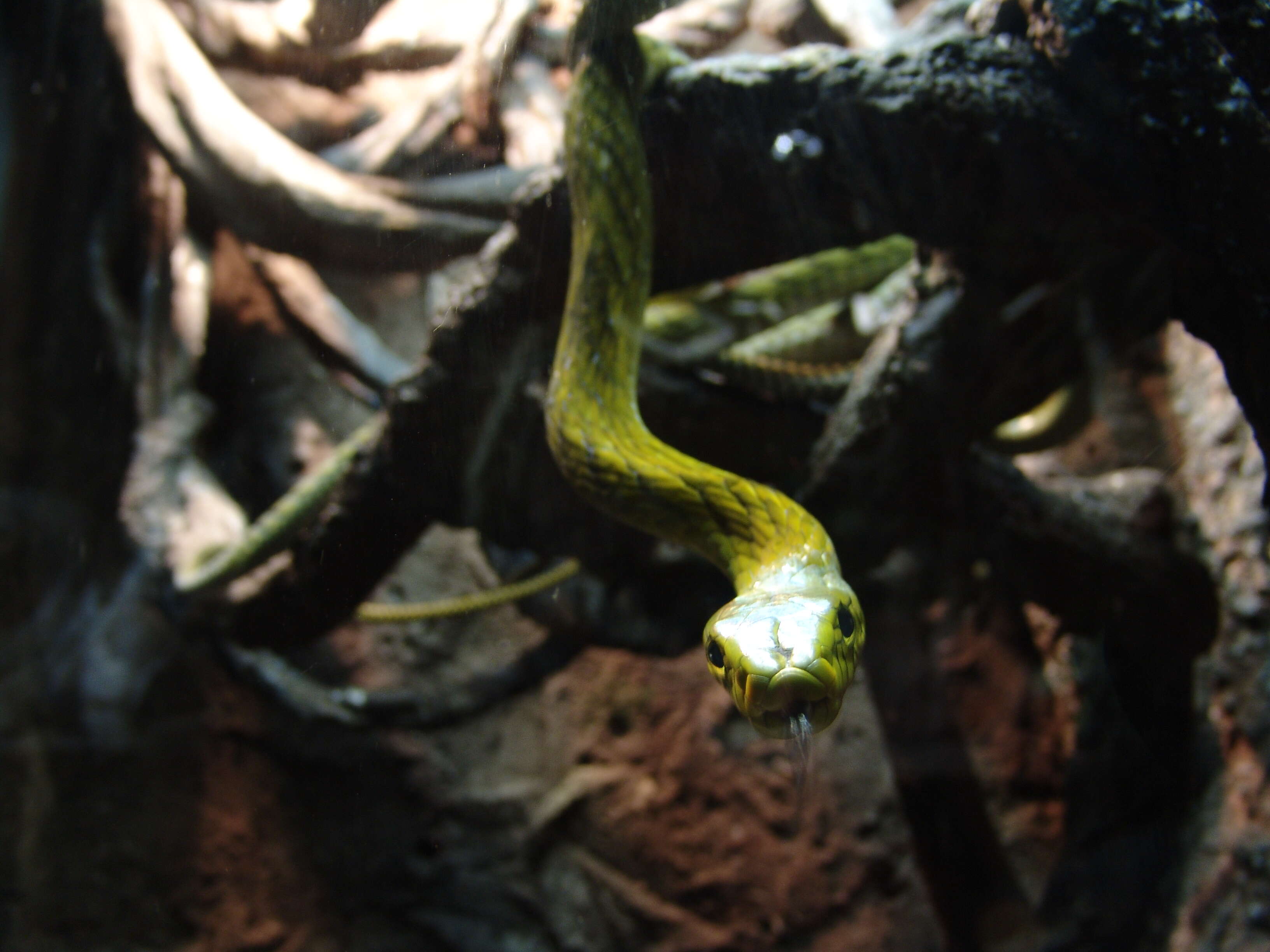 Image of Western Green Mamba