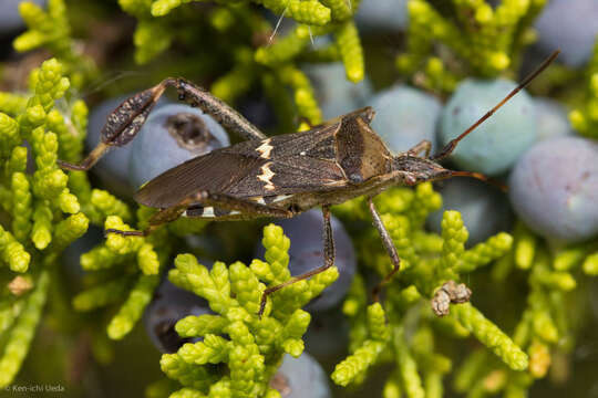 Image of western leaf-footed bug