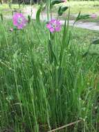 Image of striped corn catchfly