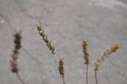 Image of Plantago limensis Pers.