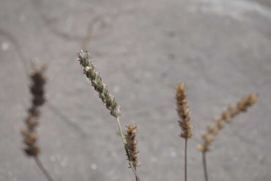 Image of Plantago limensis Pers.