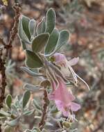 Imagem de Eremophila forrestii F. Muell.