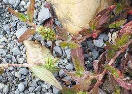 Sivun Persicaria prostrata (R. Br.) Sojak kuva