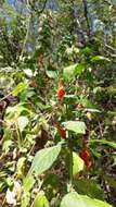 Image of Ruellia asperula (Mart. ex Ness) Lindau