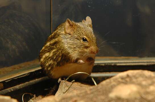 صورة Lemniscomys striatus (Linnaeus 1758)