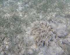 Image of Fire coral