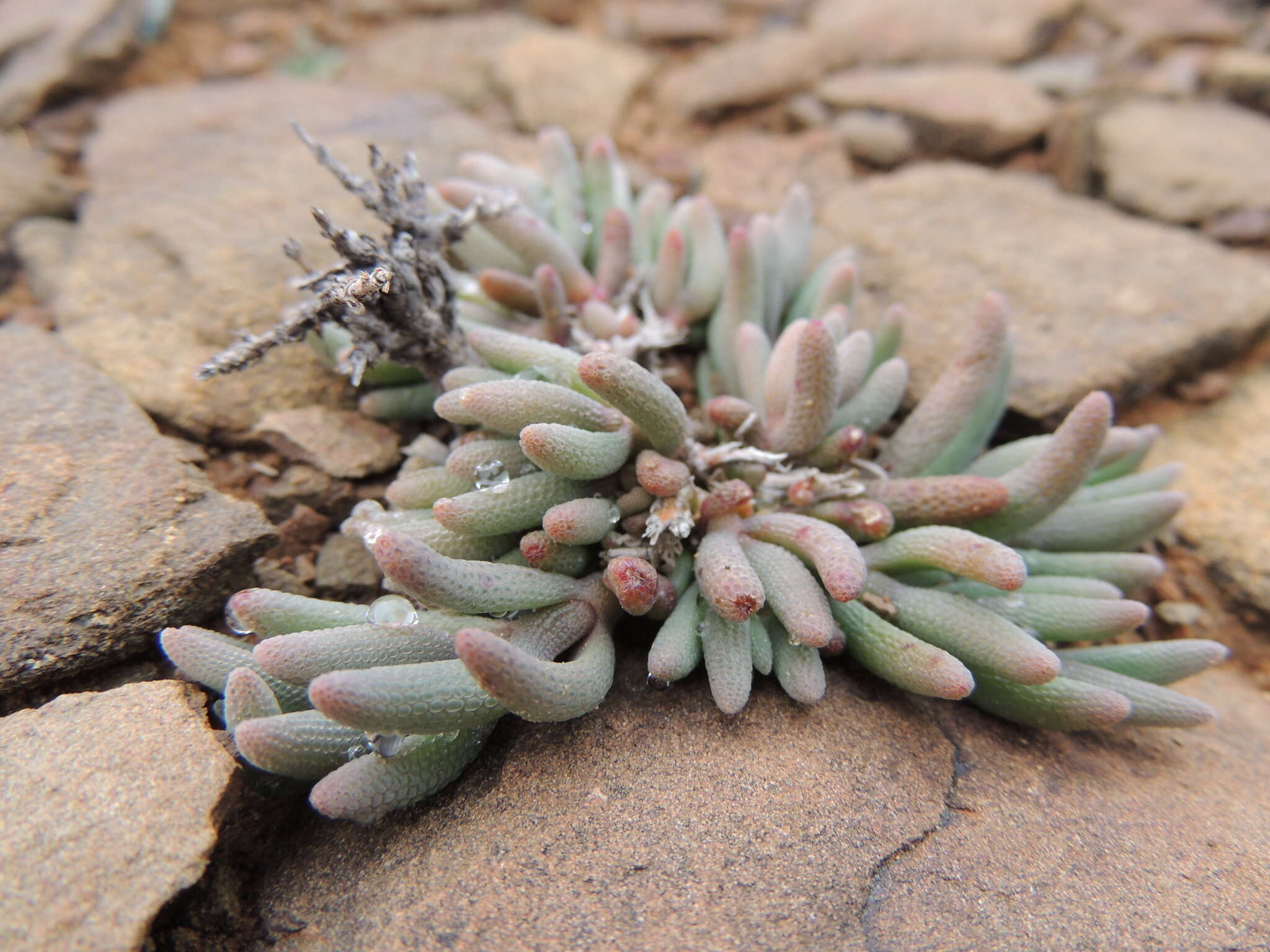 Image of Mesembryanthemum grossum (Soland.)