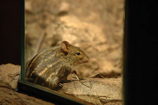 صورة Lemniscomys striatus (Linnaeus 1758)