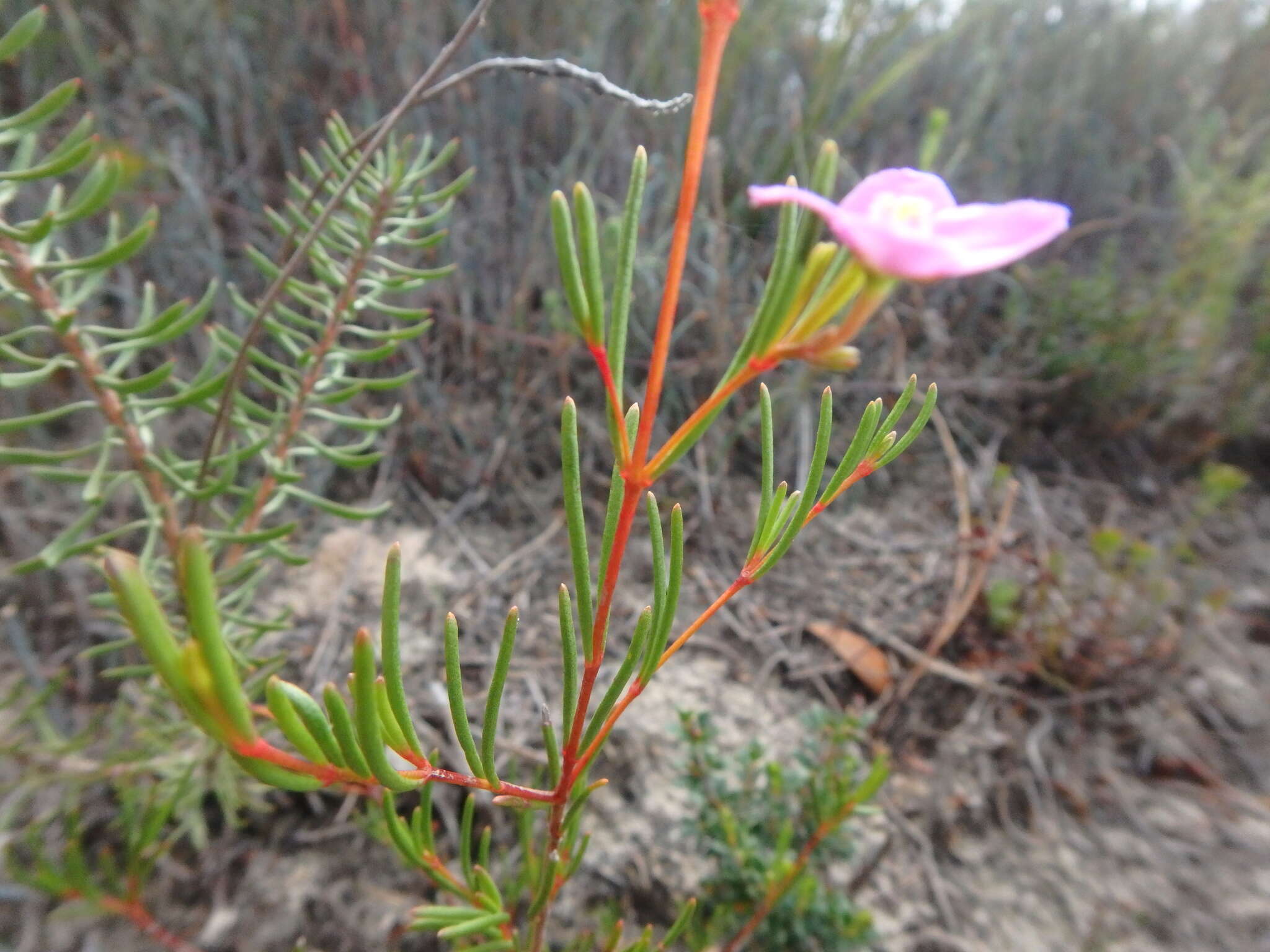 Image of Boronia filifolia F. Müll.