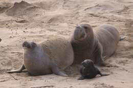 Image of Northern Elephant Seal