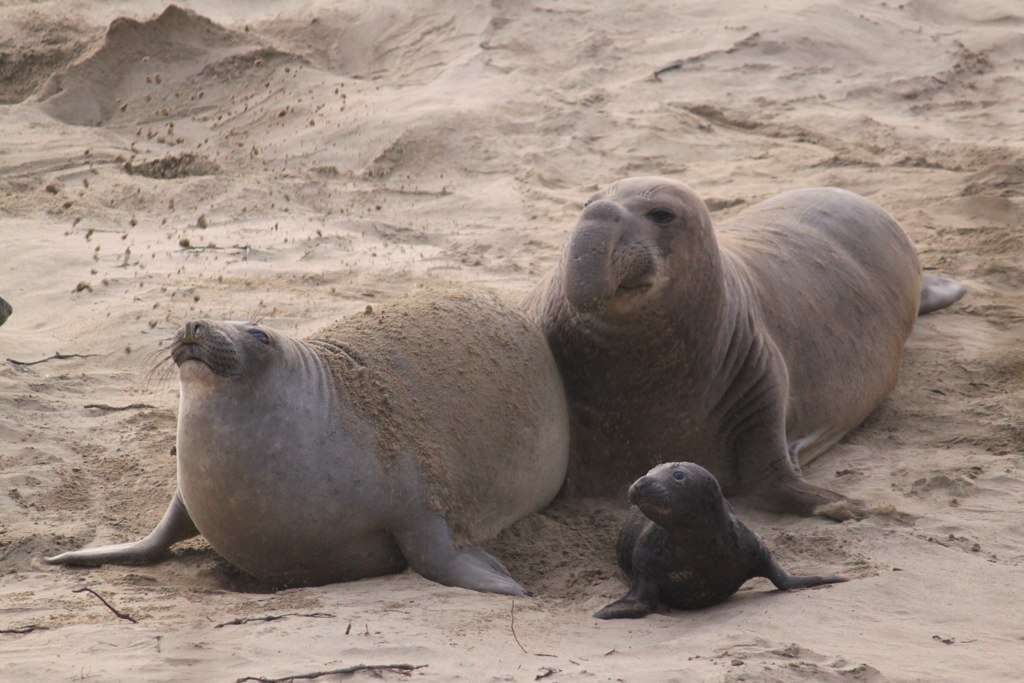 Image de Éléphant de mer du nord