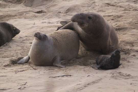 Image de Éléphant de mer du nord