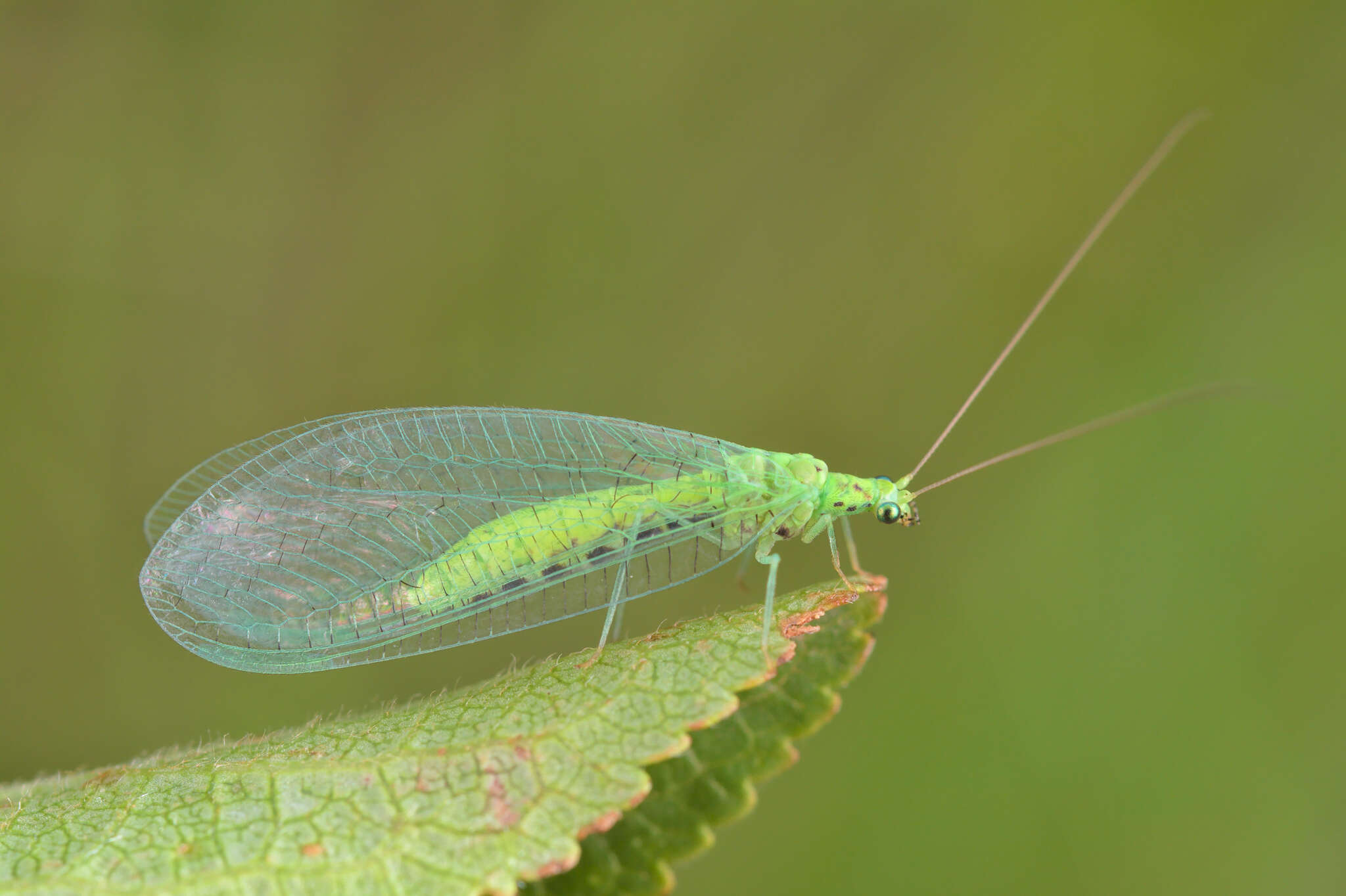 Image of Pseudomallada ventralis (Curtis 1834)