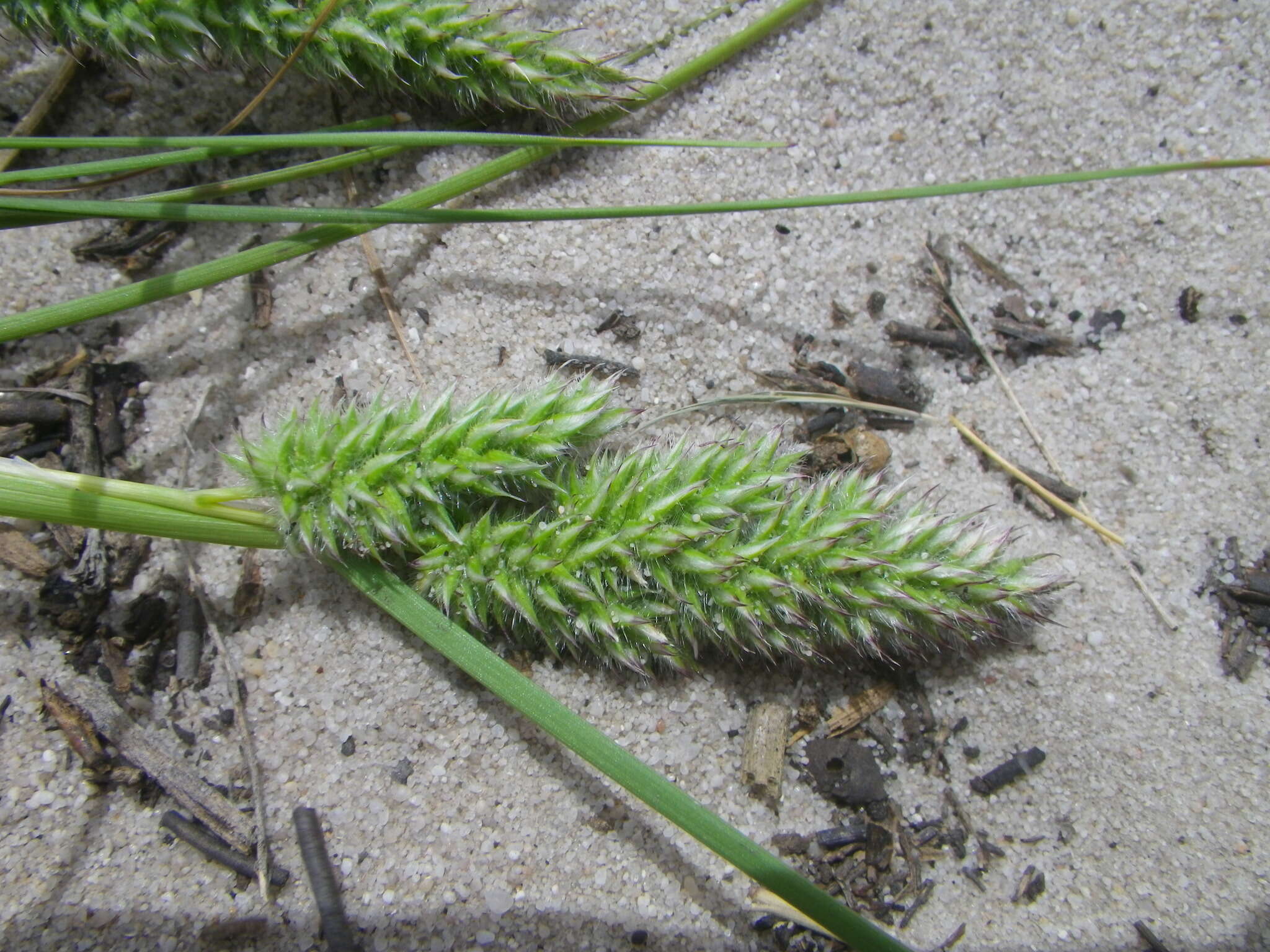 Image de Tribolium hispidum (Thunb.) Desv.