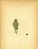 Image of Coleophora albitarsella Zeller 1849