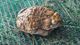 Image of Karoo Toad