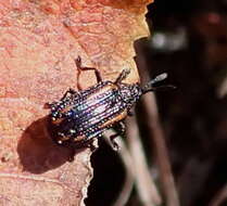 Image of Microrhopala xerene (Newman 1838)