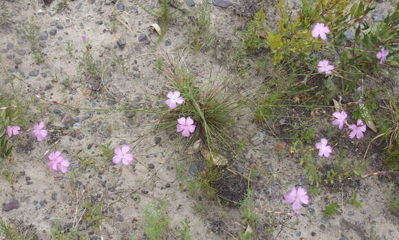 صورة Dianthus thunbergii Hooper