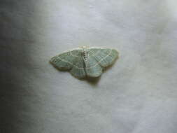 Image of Blackberry Looper Moth