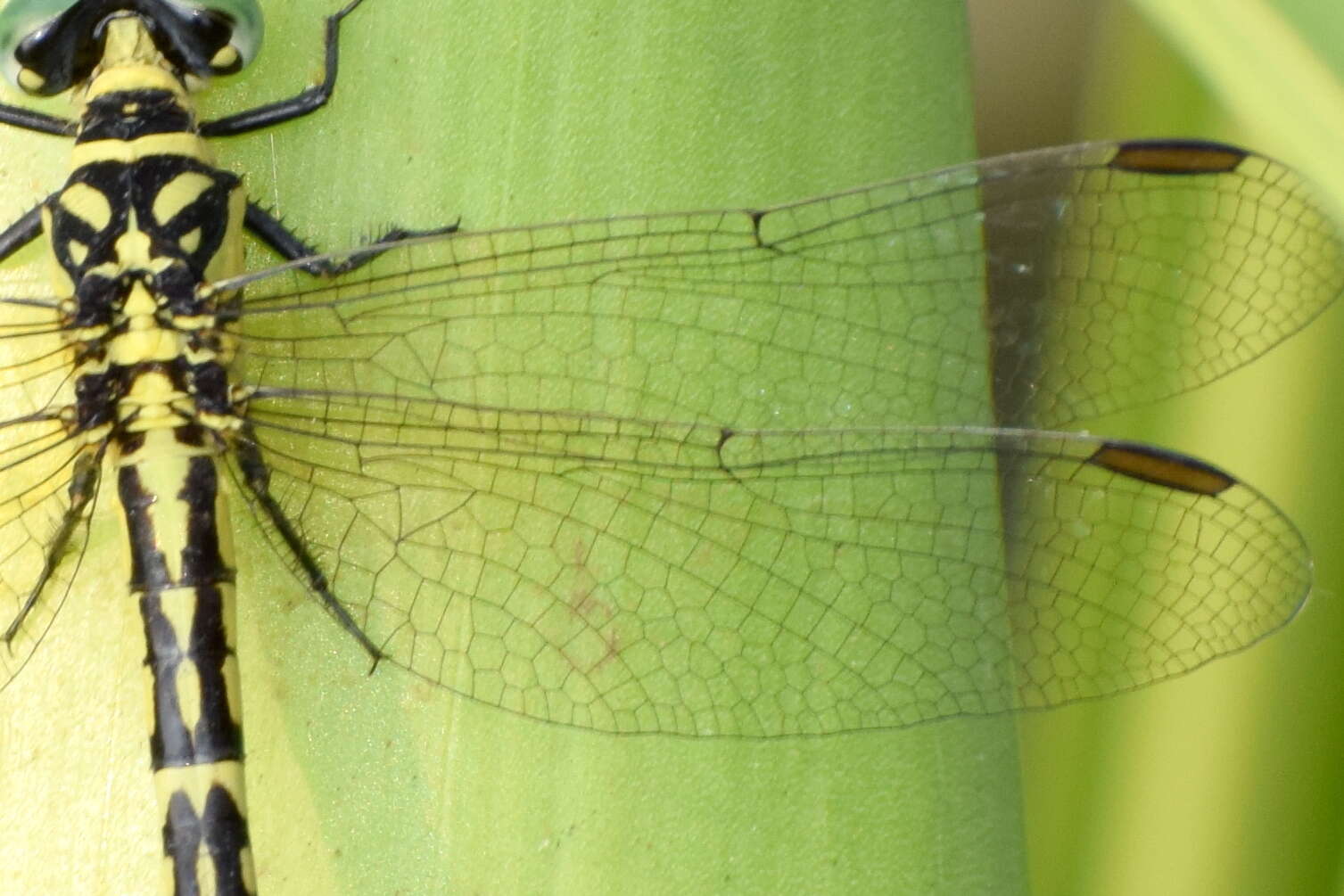 Image of Microgomphus torquatus (Selys 1854)