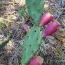 Opuntia xanthoglochia Griffiths的圖片