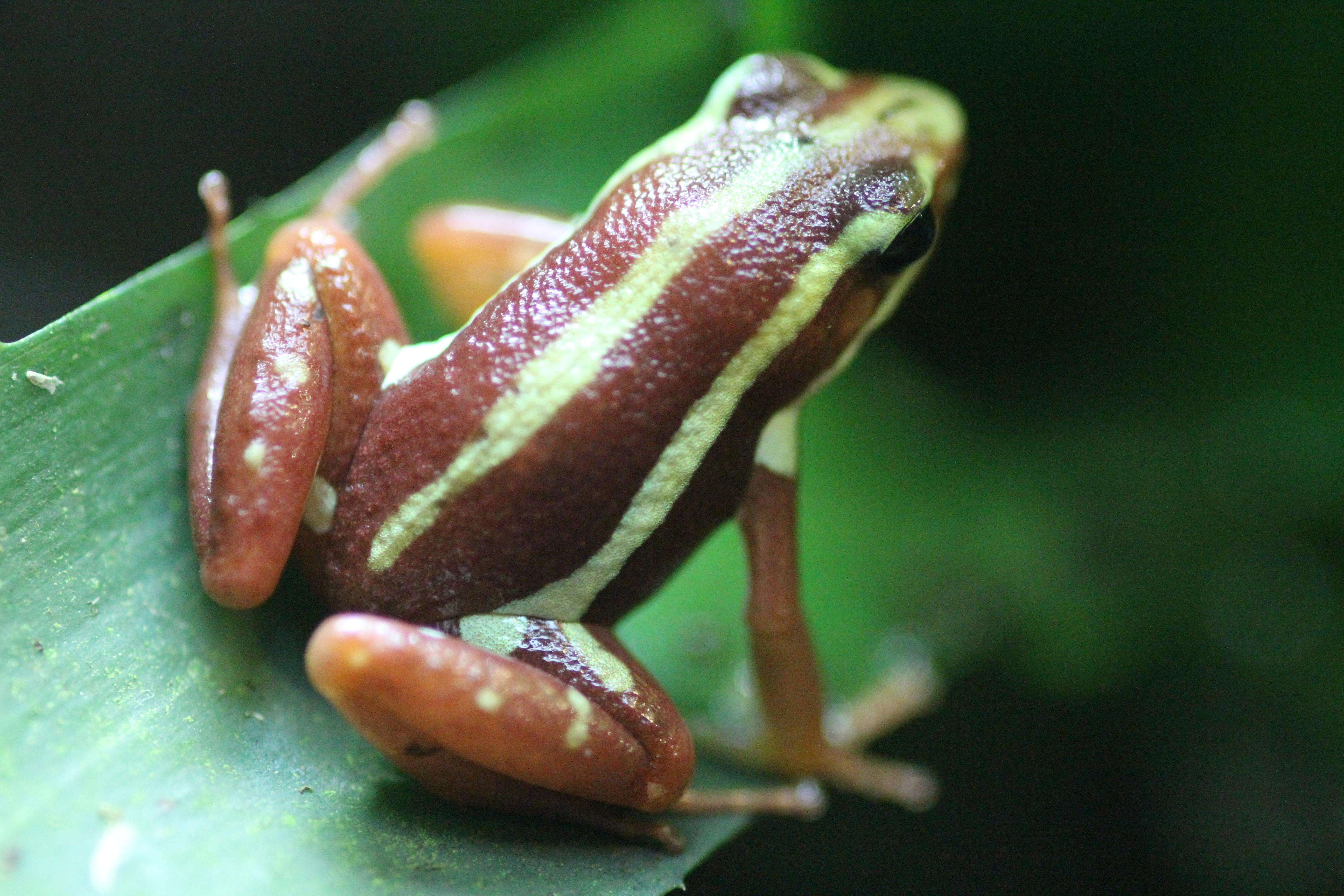 Plancia ëd Epipedobates tricolor (Boulenger 1899)