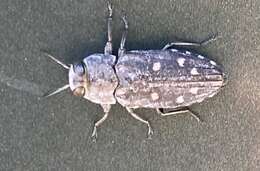 Image of Jewel beetle