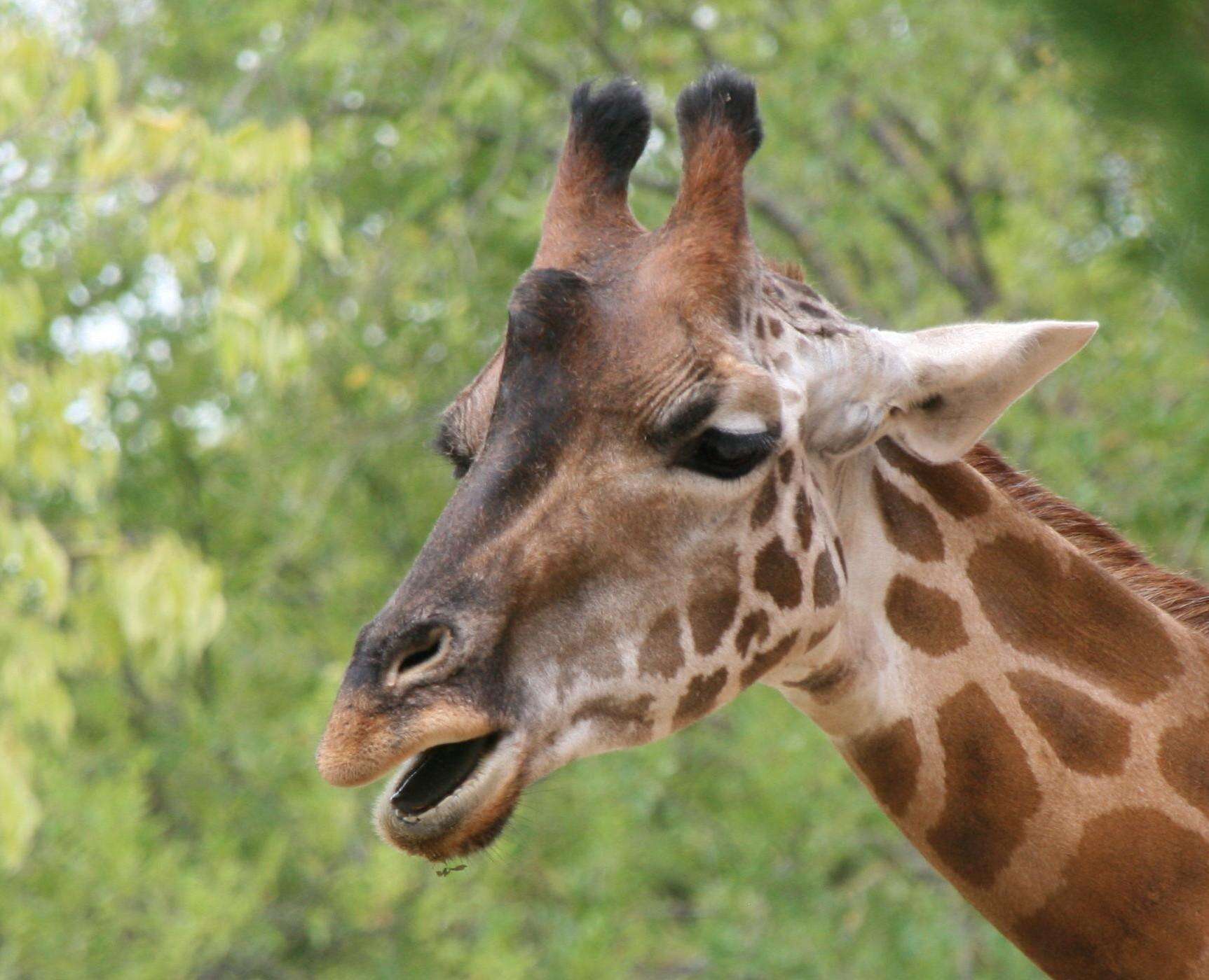 Plancia ëd Giraffa camelopardalis (Linnaeus 1758)