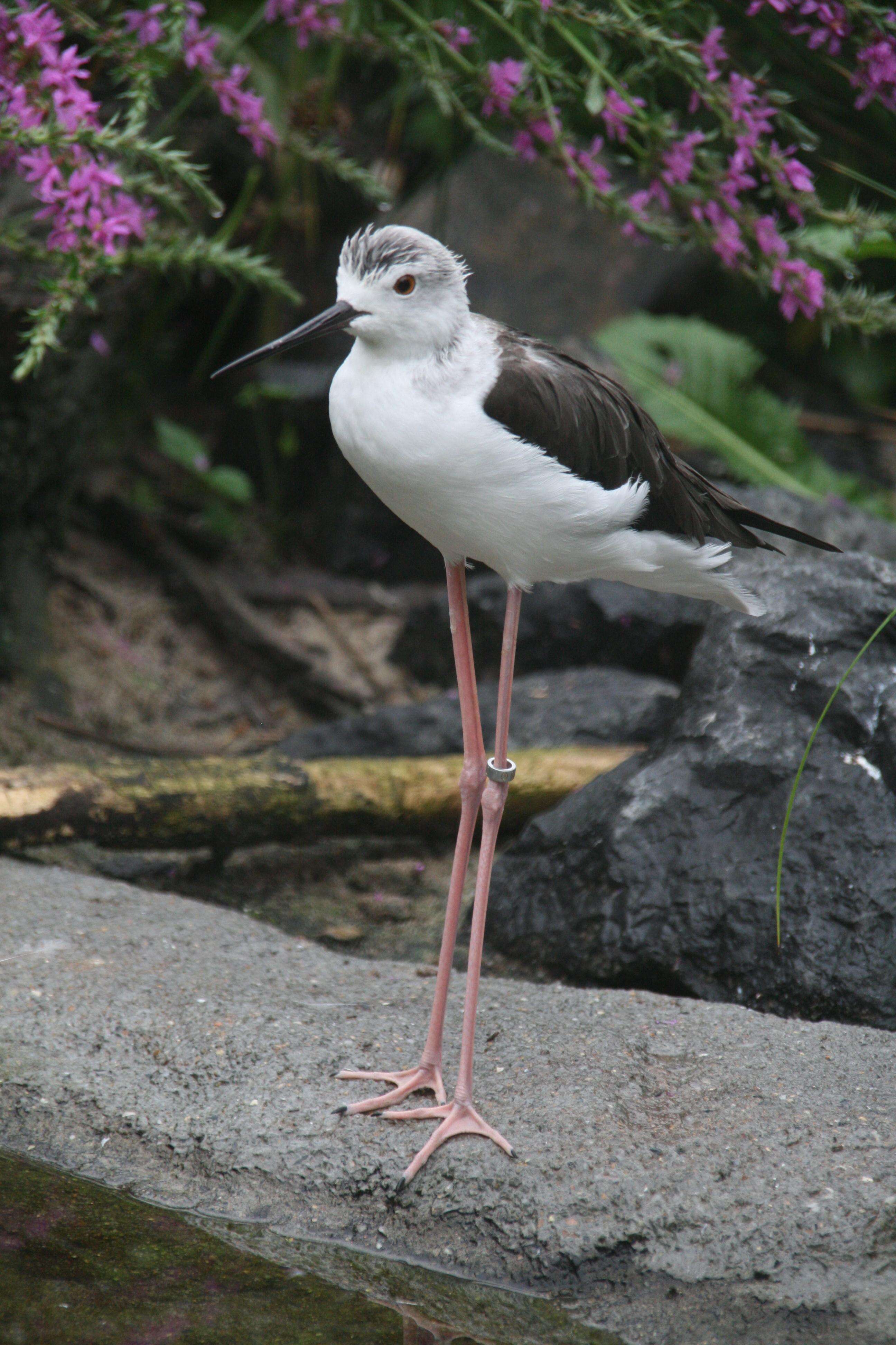 Image of Black-winged Stilt