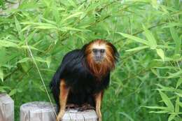 Image of golden-headed lion tamarin