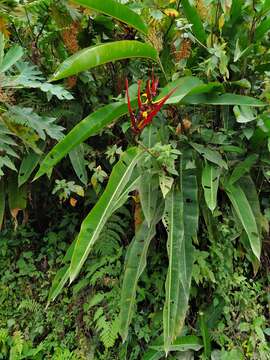 Image of Heliconia venusta Abalo & G. Morales