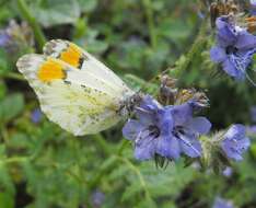 Image of Desert Orangetip