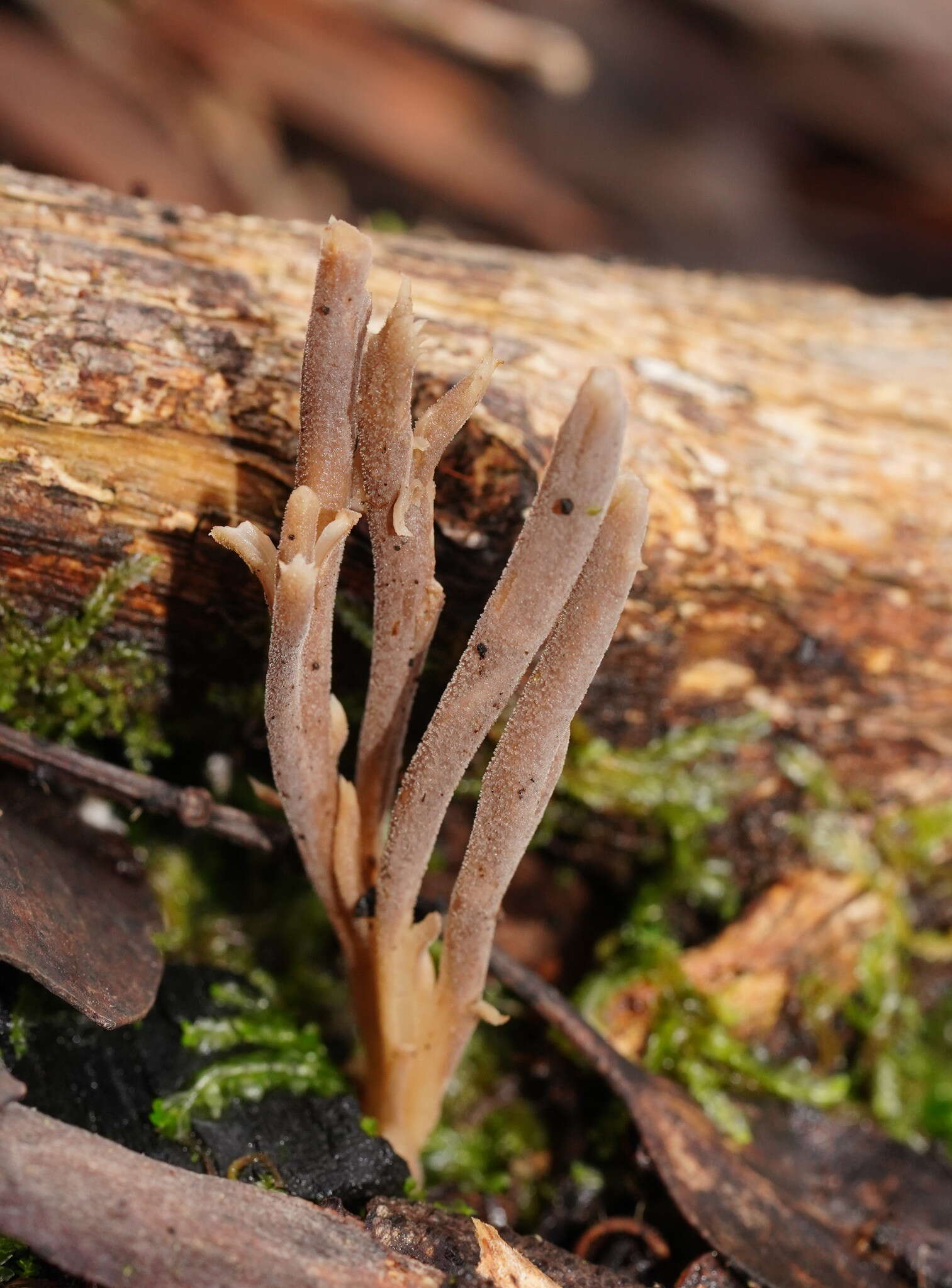 Image of Clavulina tasmanica (Berk. ex Cooke) Corner 1950