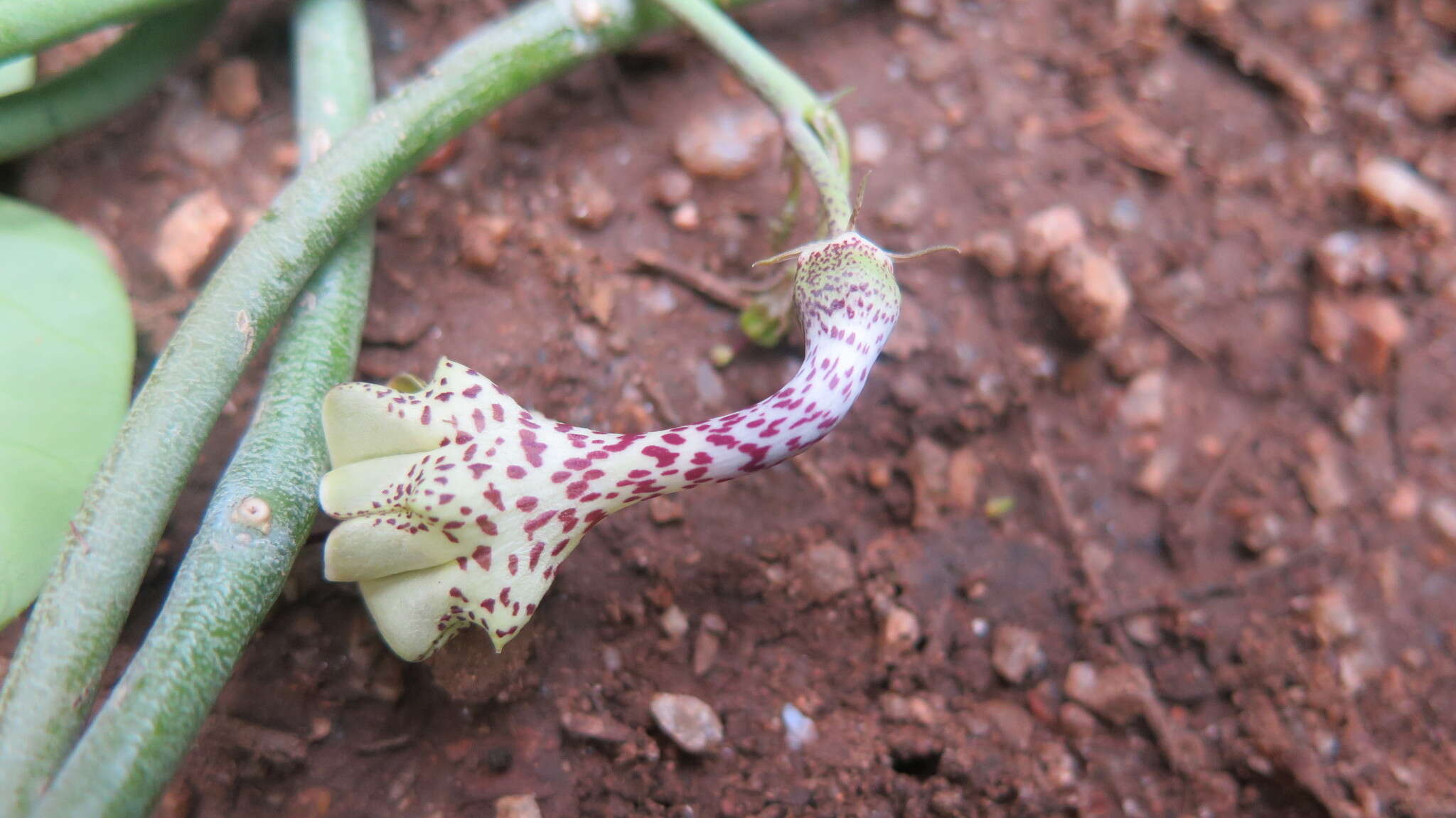 Image of Ceropegia distincta N. E. Br.