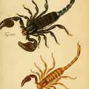 Image of Heterometrus indus (De Geer 1778)