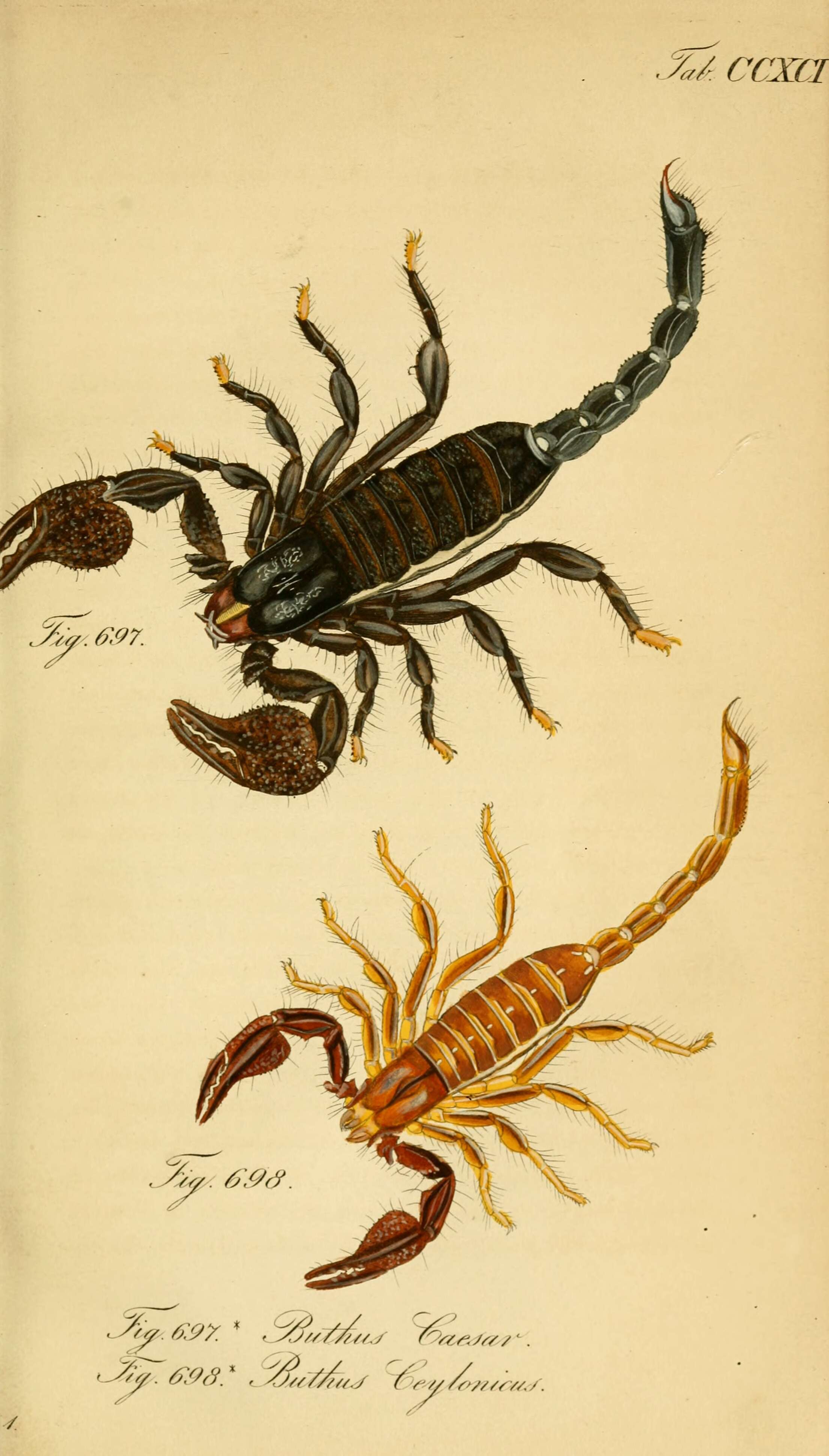 Image of Heterometrus indus (De Geer 1778)