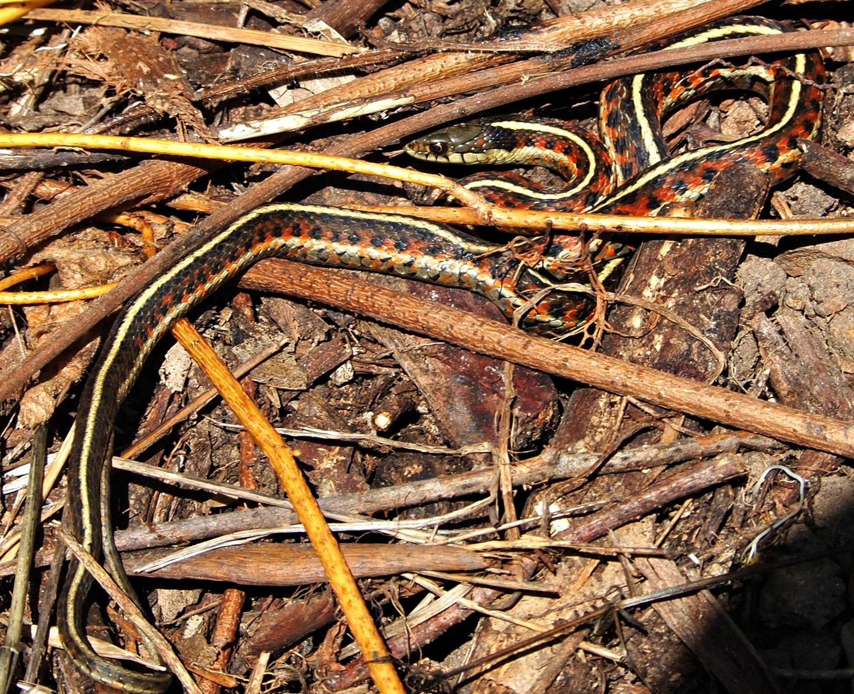 Image of Thamnophis elegans terrestris Fox 1951